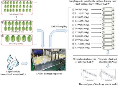 Kinetic Modeling of Slightly Acidic Electrolyzed Water Decay Characteristics in Fresh Cabbage Disinfection Against Human Norovirus